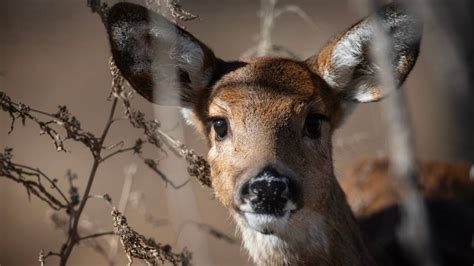 Kansas Deer Hunting Season Dates Licenses Permits Rules Wichita Eagle