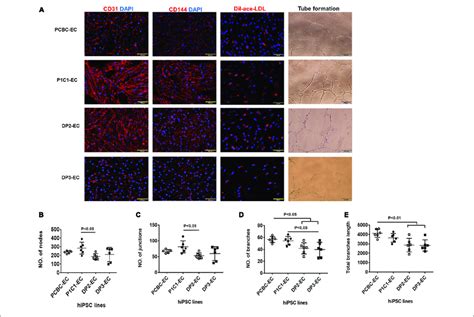 Characterization Of Hipsc Ecs A Ecs Differentiated From Hipsc