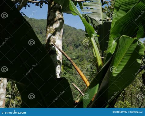 Many Different Types Of Trees In Indonesian Forest Stock Image Image