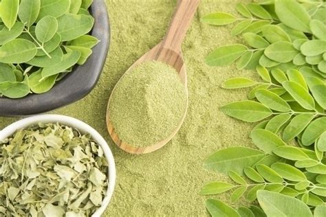 13 bienfaits du Moringa pour la santé et comment consommer Tua Saúde