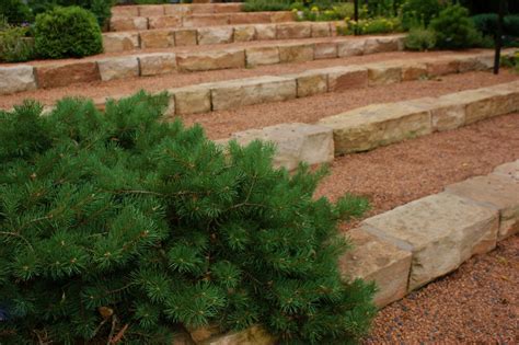 Pinus Sylvestris Hillside Creeper Scots Pine Flickr