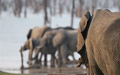 Nanzhila Safari Lodges In Kafue National Park