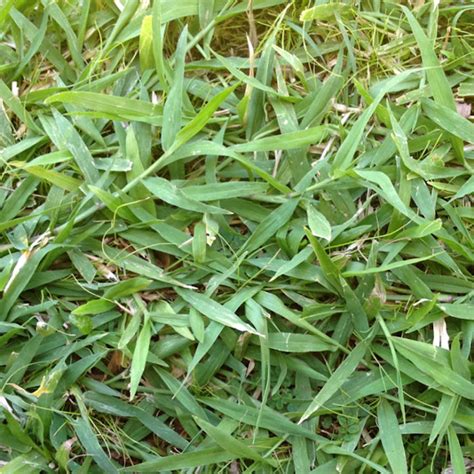 Albums 98 Pictures Pictures Of Different Types Of St Augustine Grass Updated