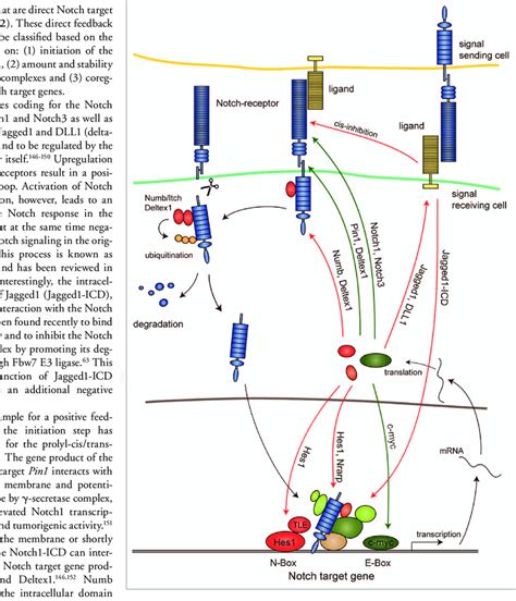 Gene Products Of Many Notch Target Genes Are Involved In Feedback Loop