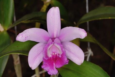 Cattleya Intermedia Var Orlata Rio A Photo On Flickriver