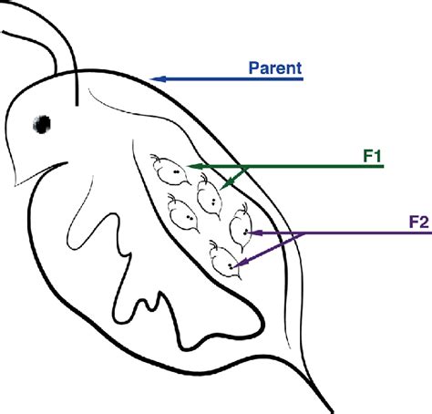 Cladoceran Species E G Ceriodaphnia Dubia Daphnia Magna Hold Great