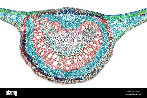 Dicotyledon Leaf Light Micrograph Of A Transverse Section Through A