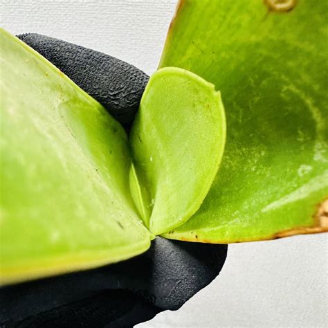 Yahooオークション K2 希少 Aloe Haemanthifolia Kumara 眉刷毛錦