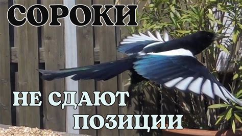 СОРОКИ НЕ СДАЮТ ПОЗИЦИИ)) #птицы #врановые #сороки #кормушка # ...