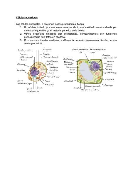 Células eucariotas Chemnotes by DM uDocz