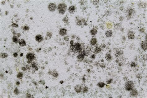 How To Tell If You Have Black Mold Growing In Your Home Rytech