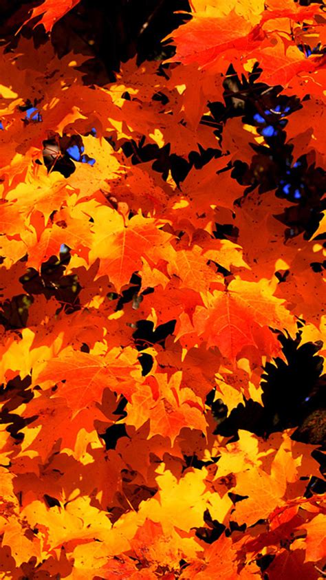 🔥 [50+] Fall Leaves Pictures Wallpapers | WallpaperSafari