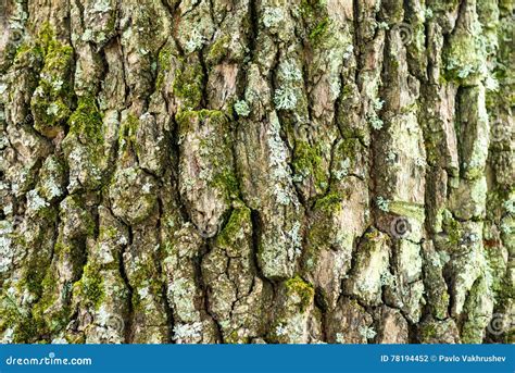 Oak Bark Texture Stock Photo Image Of Board Surface 78194452