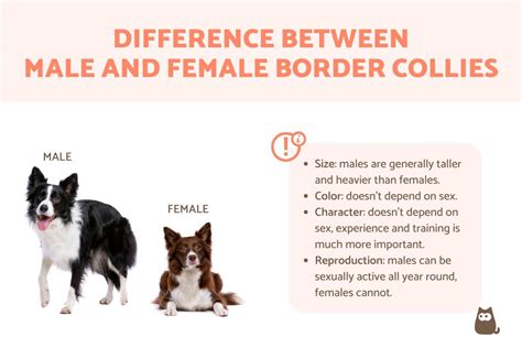 Diferencias Entre El Border Collie Hembra Y Macho