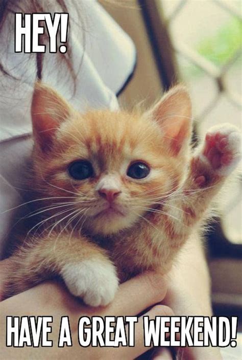 Have A Great Weekend Cute Animals Kittens Cutest