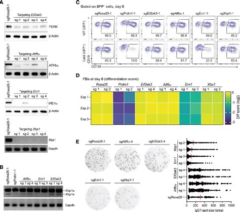 Figure 2 From A CRISPR Cas9 Mediated Screen Identifies Determinants Of