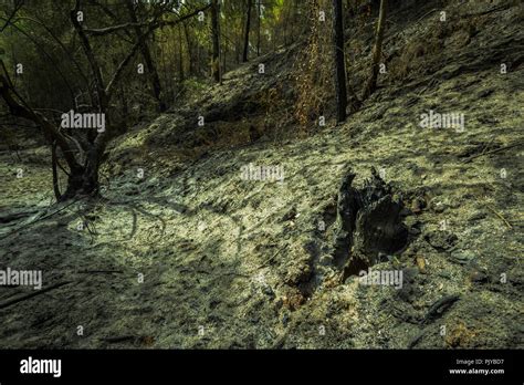 Burnt Tree Ashes Hi Res Stock Photography And Images Alamy