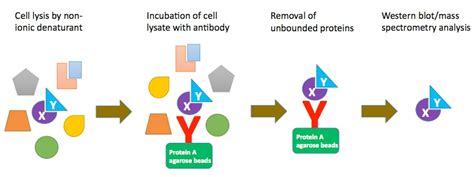 Co Immunoprecipitation Co Ip Profacgen