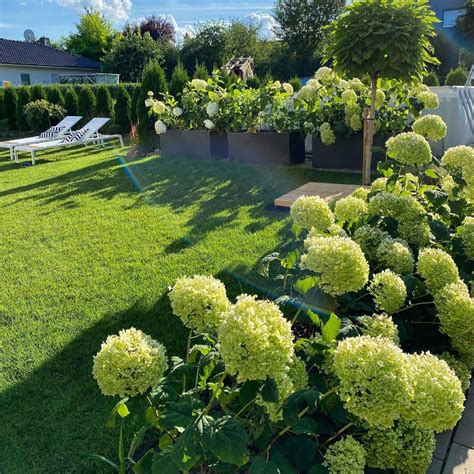 Cuidados de la Hortensia Cómo plantar cultivar y cuidar las