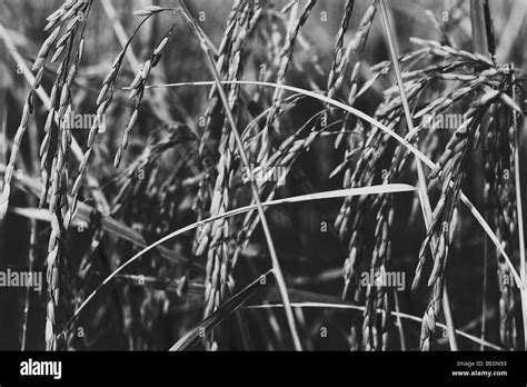 Laos rice fields hi-res stock photography and images - Alamy