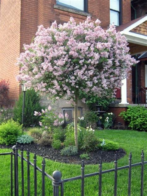 8 Must Have Glamour Trees For Unforgettable Spring Small Front Yard Landscaping Trees For