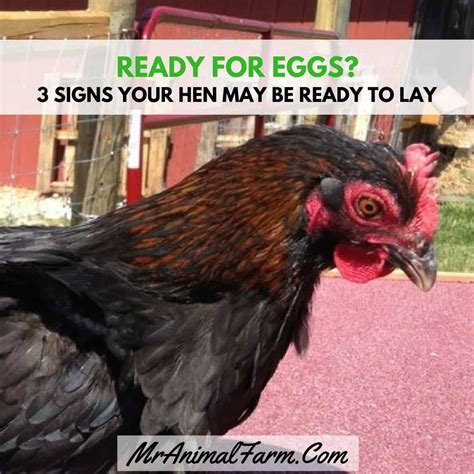 3 Signs Your Hen May Be Ready To Lay When Will You Get Your First Egg