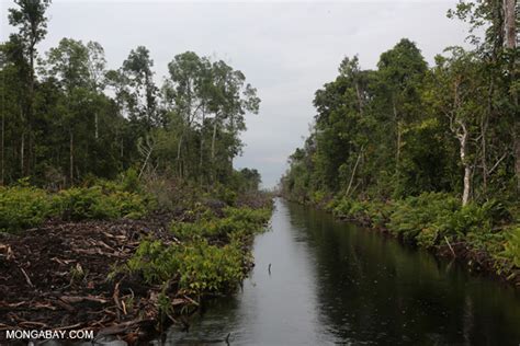 Spesies Untuk Rehabilitasi Lahan Gambut Himaba Fkt Ugm