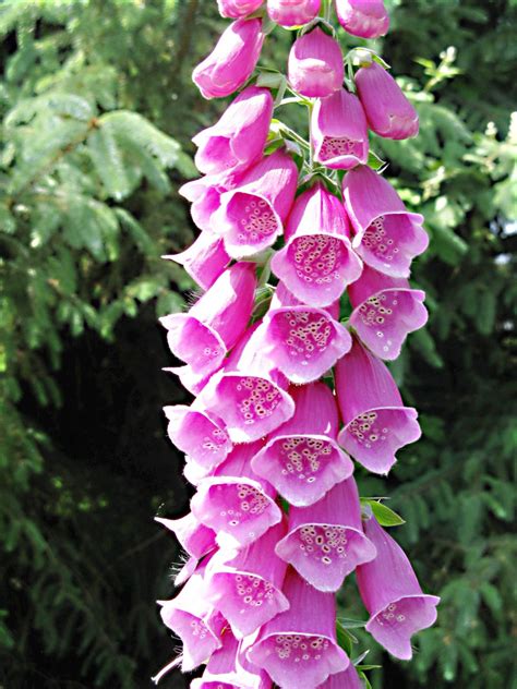 Heart Shaped Leaves Plant Foxglove