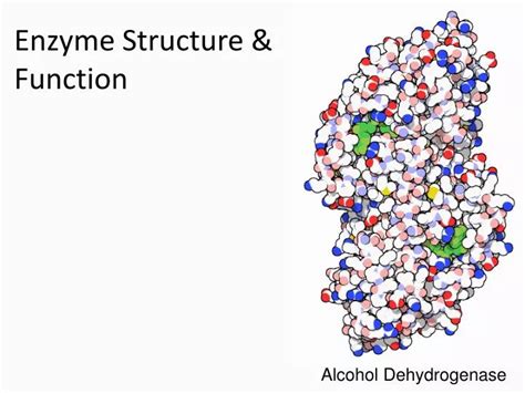 PPT - Enzyme Structure & Function PowerPoint Presentation, free download - ID:5979654