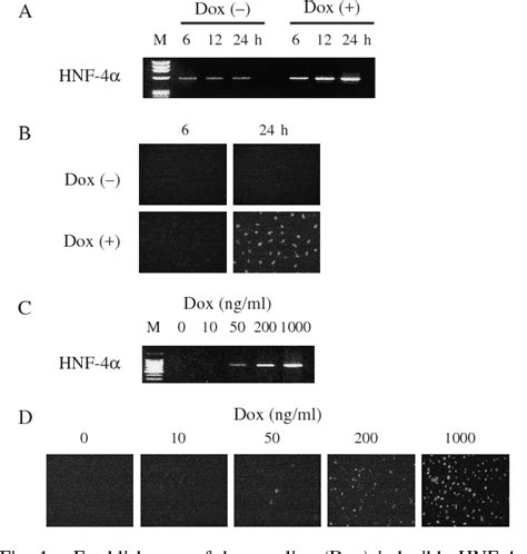 Figure From Hepatocyte Nuclear Factor Hnf Induces Expression Of