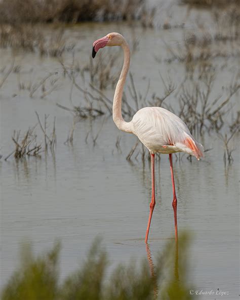 FLAMENCO COMUN Phoenicopterus Roseus 160 Cm Grande B Flickr