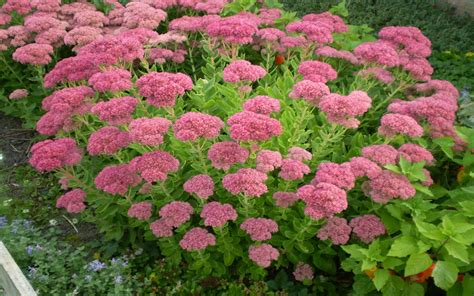 Sedum Spectabile Brillant Stonecrop Flower Pink Flowering Time August