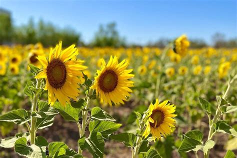 Mocorito te invita a su segunda temporada de girasoles Descubre México