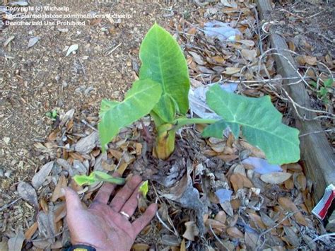 Plantfiles Pictures Malanga White Malanga Xanthosoma Sagittifolium