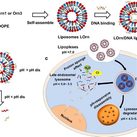 A Cellular Uptake Of Liposomefam Dna Lipoplex In Hela Cells Was Download Scientific Diagram