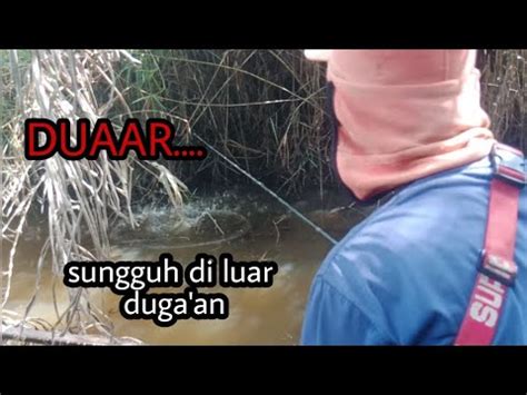 Sambaran Ganas Ikan Gabus Babon Mancing Ikan Gabus Di Rawa Air Hitam