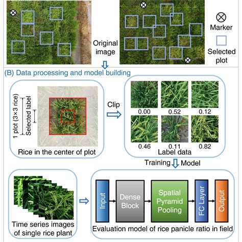 Panicle Ratio Network A High Throughput Dynamic Phenotype Recognition