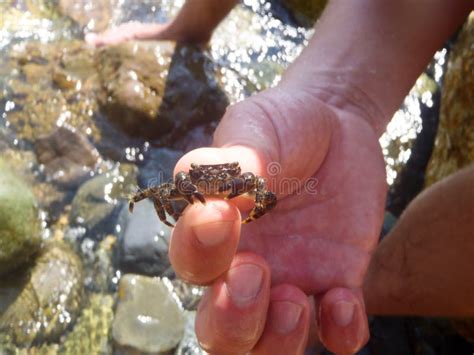 Small Live Crab In Human Hand Stock Image Image Of Ocean Creature