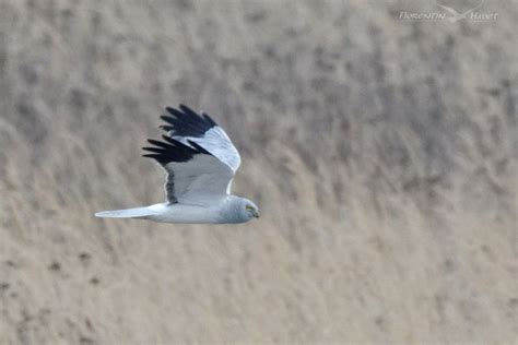 Les Oiseaux Remarquables De Merxheim