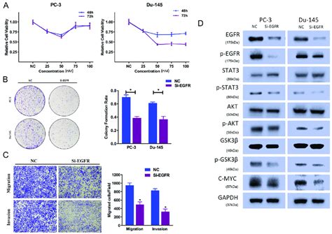 Egfr Knockdown Suppresses Prostate Cancer Cell Proliferation And