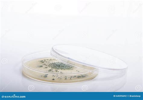 Microbiology Petri Dish With Bacteria And Growth Stock Photo Image Of