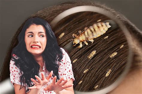Head Lice Problem In Illinois Schools