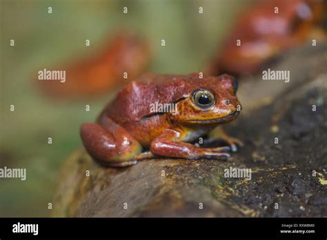 Tomato Frog Dyscophus Guineti Also Known As The False Tomato Frog