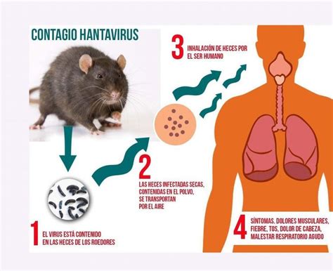 Cuáles son las causas de infección o proliferación de roedores