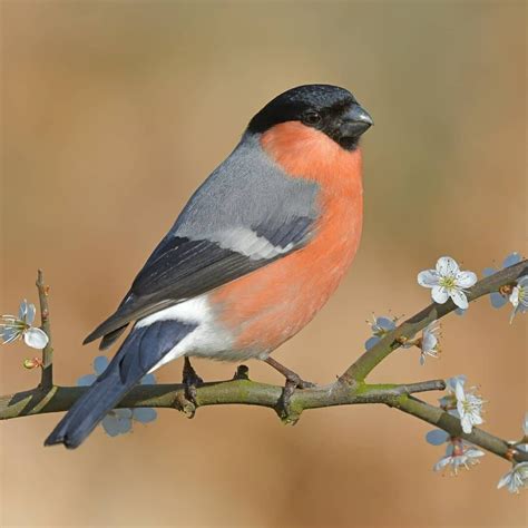 Pin von Jillis van auf Beestjes in 2024 Vögel Vogelkunde Tiere