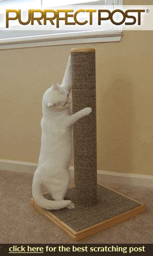 How To Choose The Best Cat Scratching Post