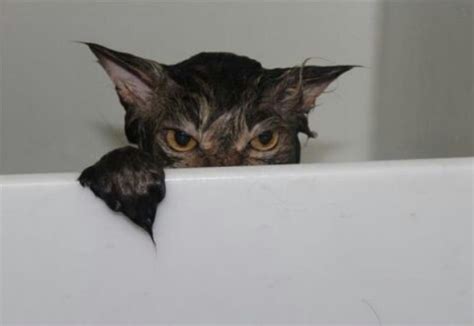 Top 10 Images Of Angry Wet Cats