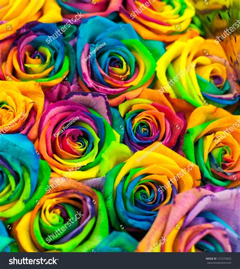 3,390,367 Coloured Roses Images, Stock Photos & Vectors | Shutterstock