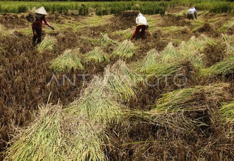 PANEN PADI LEBIH AWAL | ANTARA Foto