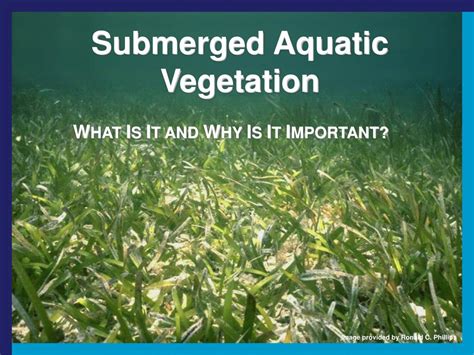 Ppt Submerged Aquatic Vegetation Powerpoint Presentation Free